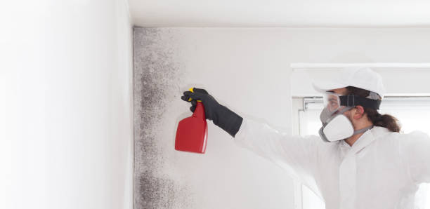 Office Mold Removal Services in South Highpoint, FL