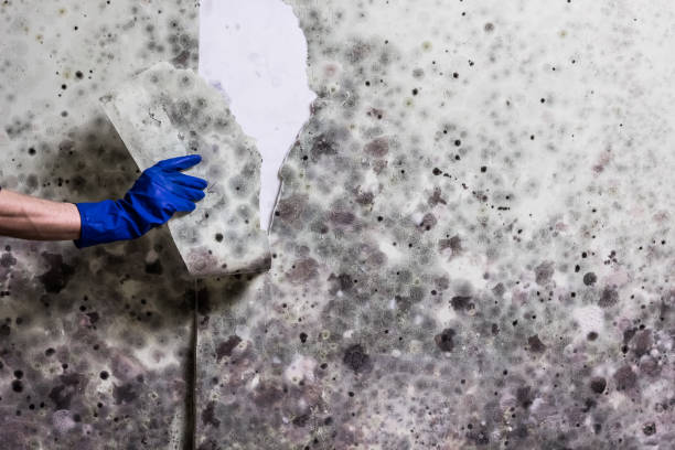 Best Certified Mold Removal  in South Highpoint, FL