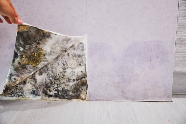 Best Attic Mold Removal  in South Highpoint, FL